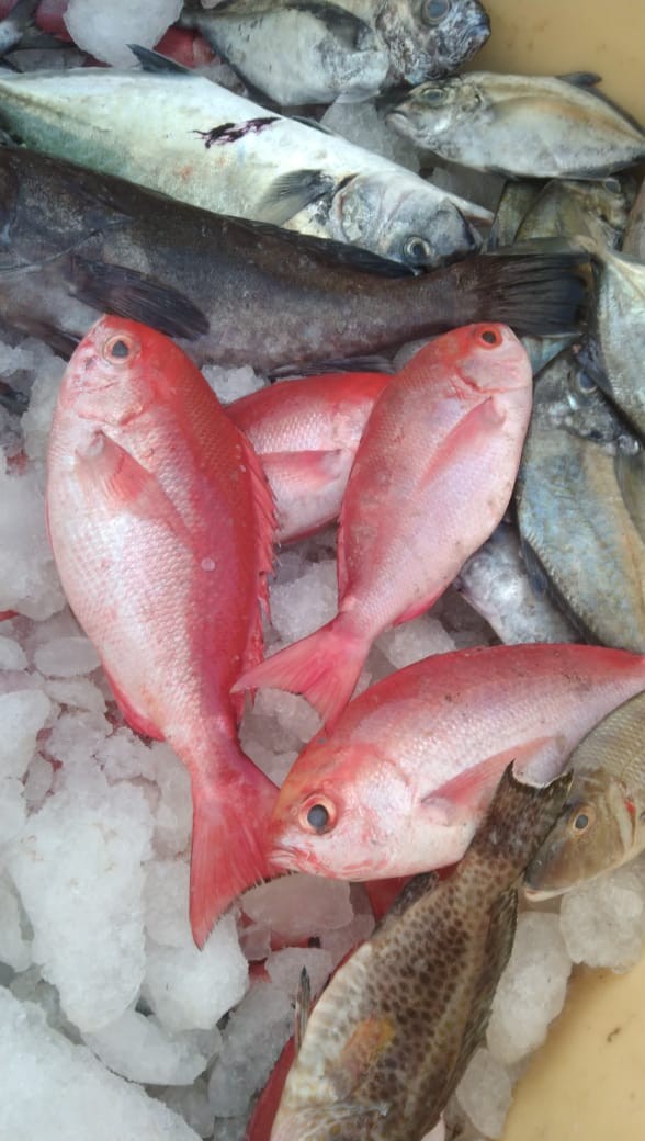 Bony Fishes