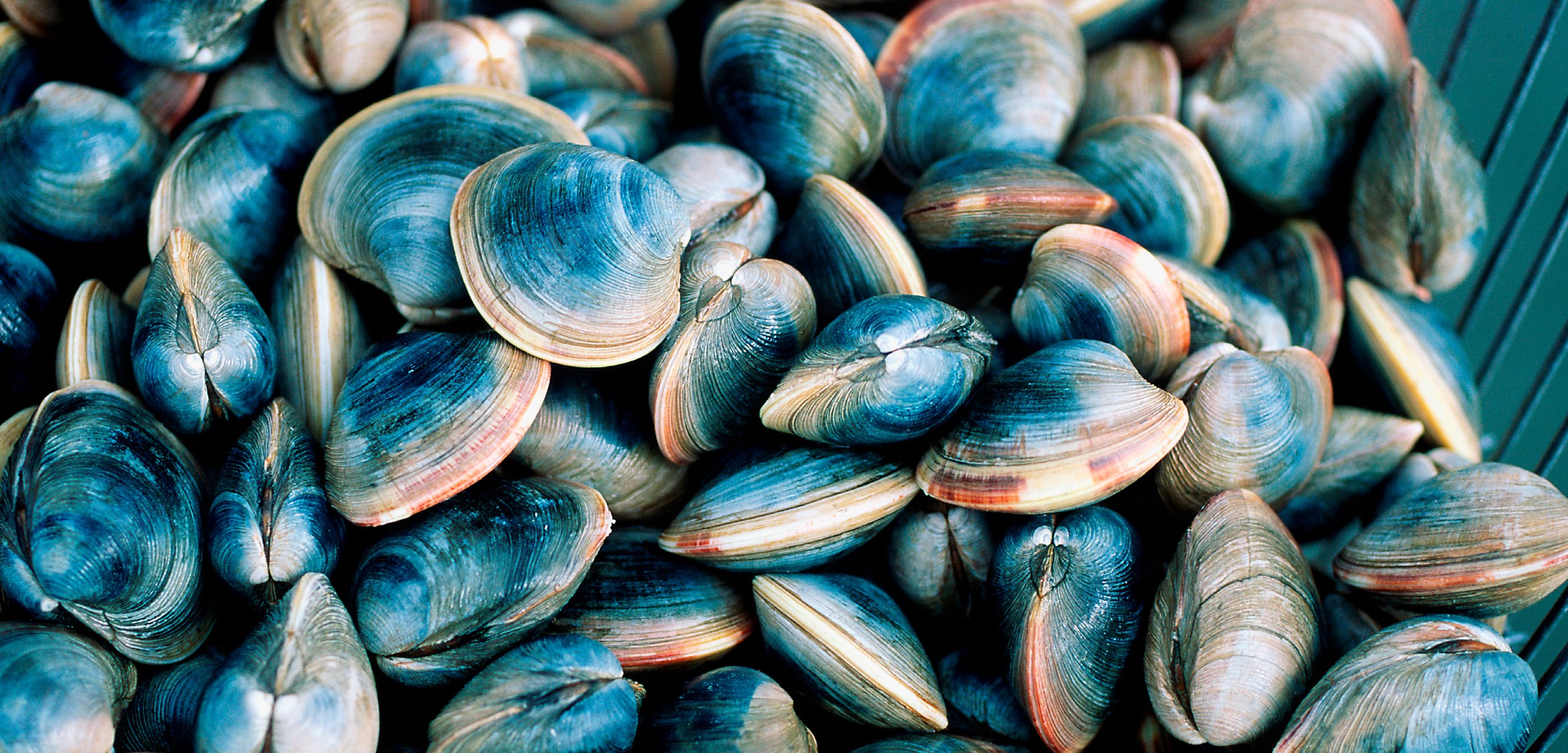 Shellfish