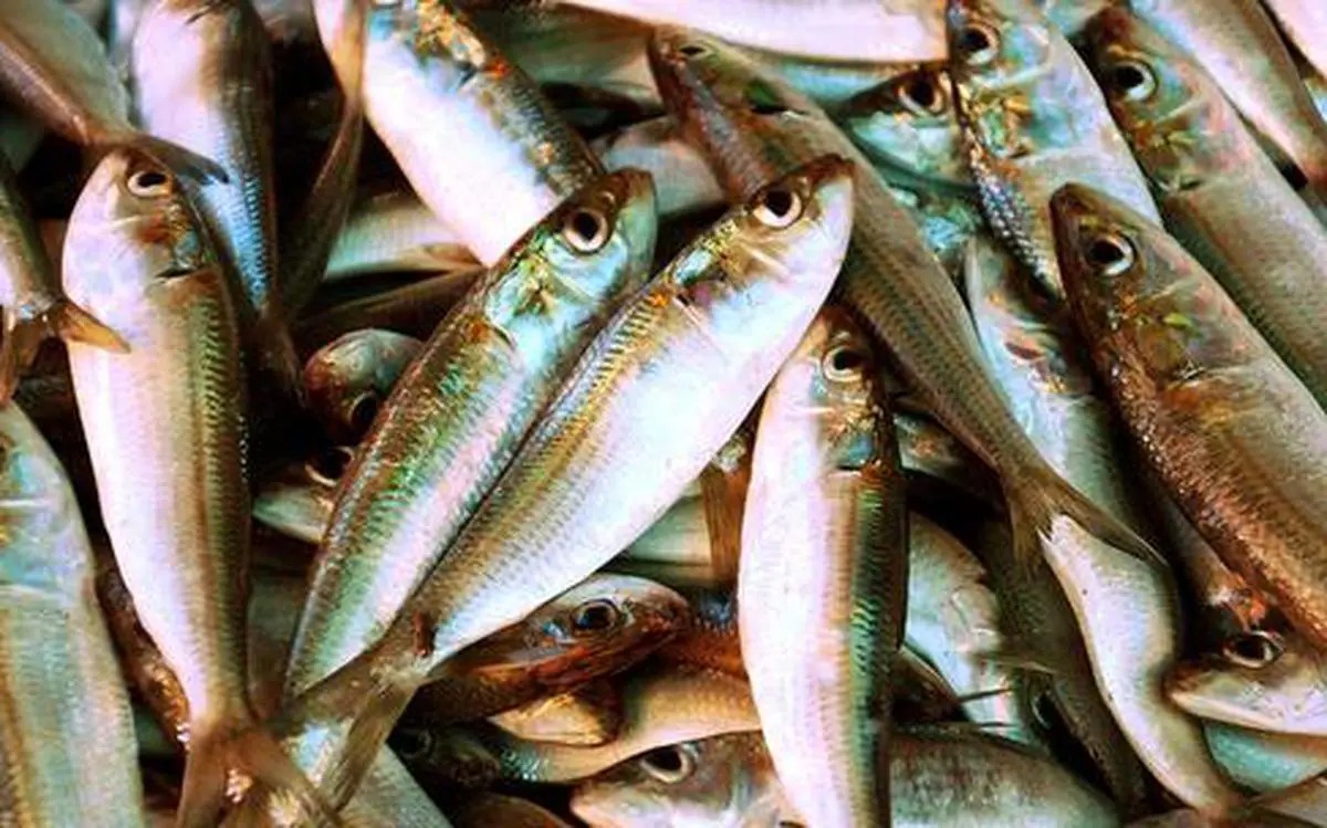 Sardine, Shad and Anchovies