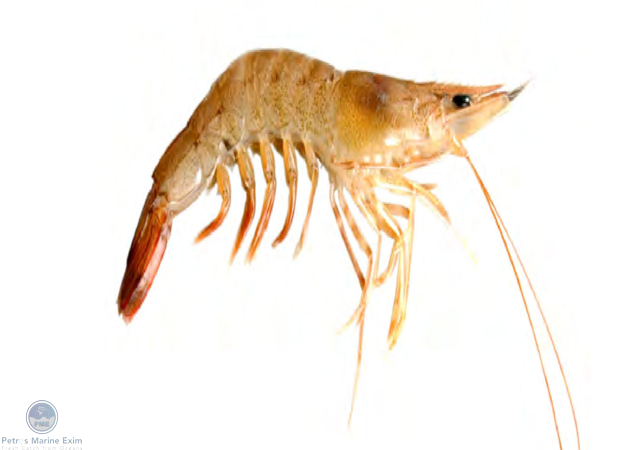 Brown Shrimp / Sand Shrimp