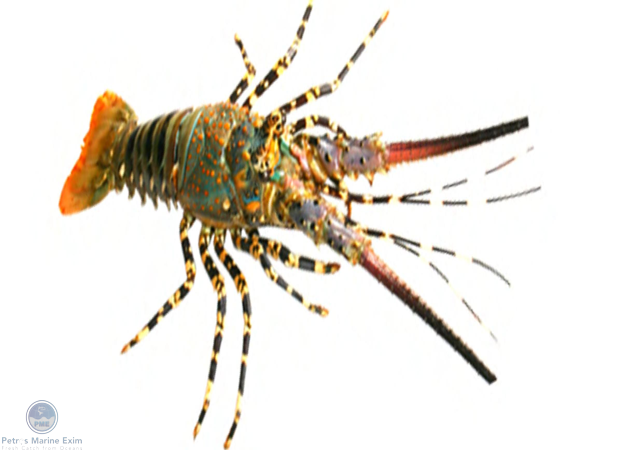 Ornate Spiny Lobster