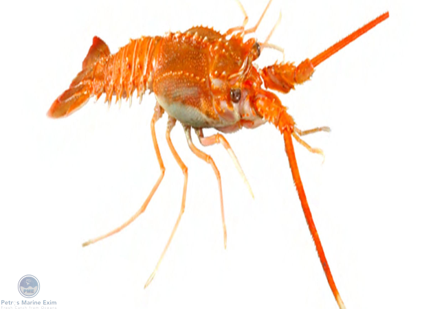 Deep Sea Lobster / Arabian Whip Lobster