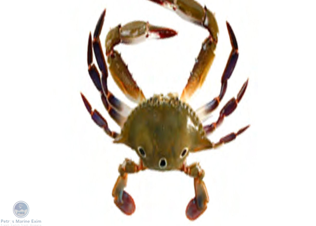 Three Spot Swimming Crab