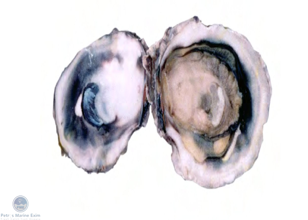 Indian Backwater Oyster