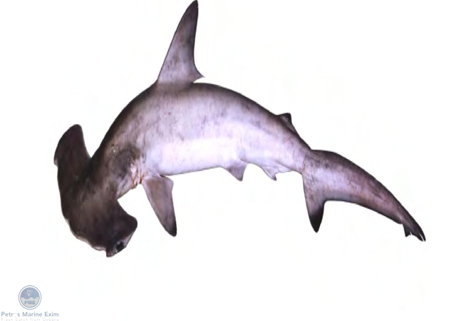 Smooth Hammer Head Shark