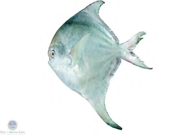 Silver Pomfret