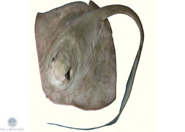 Cowtail Sting Ray