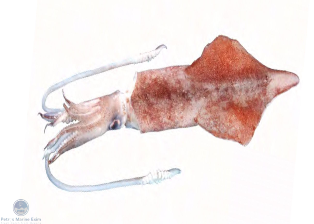 Needle Squid