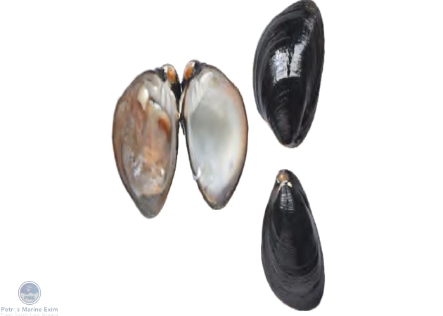 Indian Black Clam