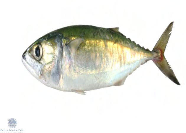 Indian Mackerel