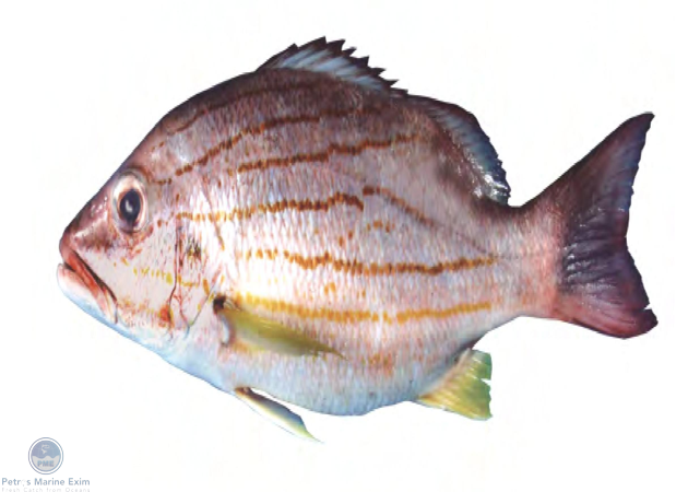 Blue & Yellow Snapper