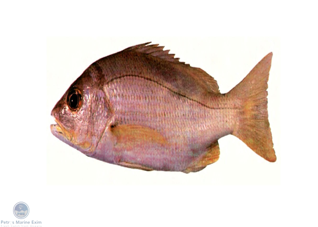 Dory Snapper