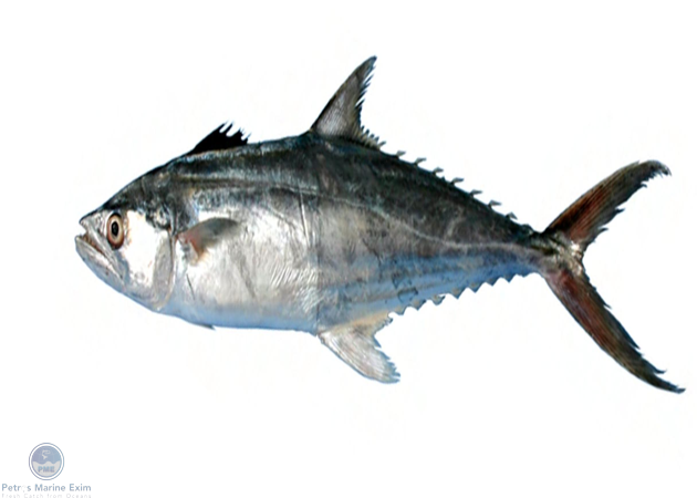 Spanish Mackerel