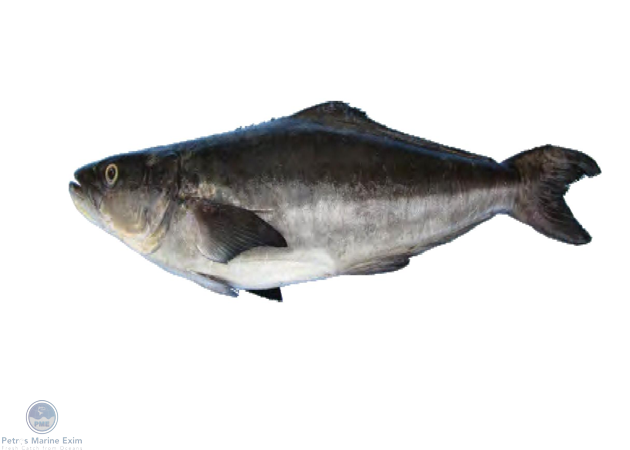 Black King Fish (COBIA)