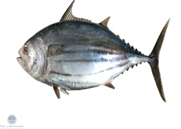 Skip Jack Tuna