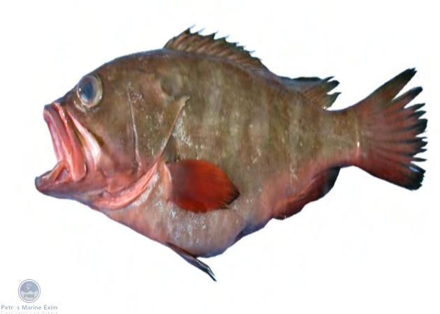 Thornycheek Grouper