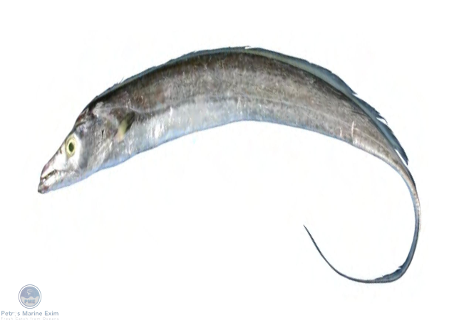 Hairtail Ribbon Fish