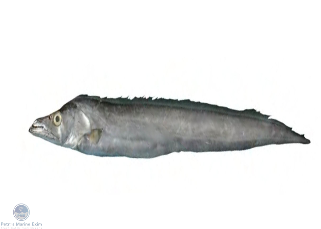 Large-Headed Ribbon Fish