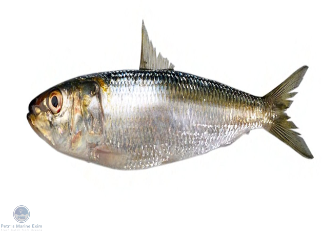 Indian Oil Sardine