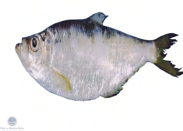 Deep Bodied Sardinella