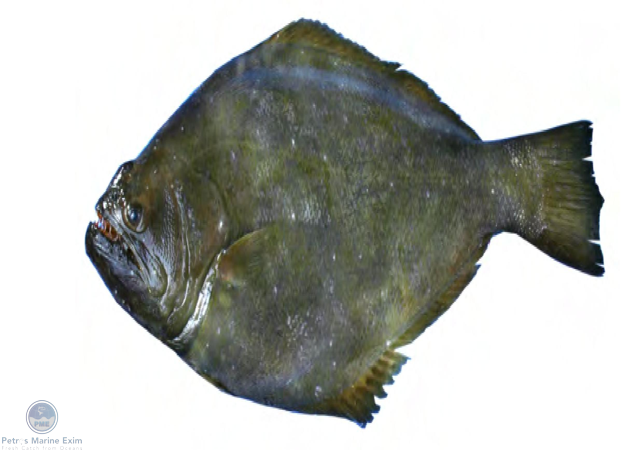 Indian Halibut