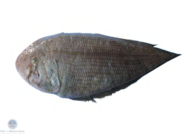 Malabar Tongue Sole