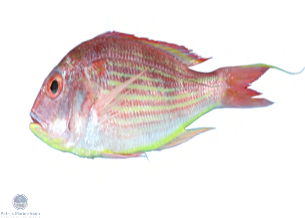 Japanese Thread Fin Bream