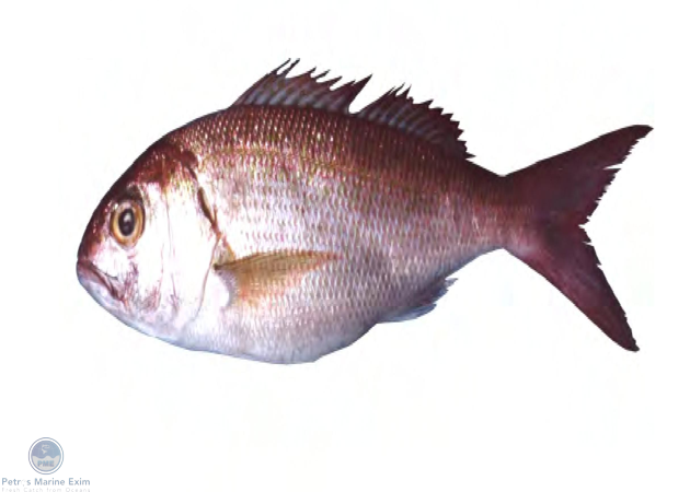 Bridled Emperor Bream