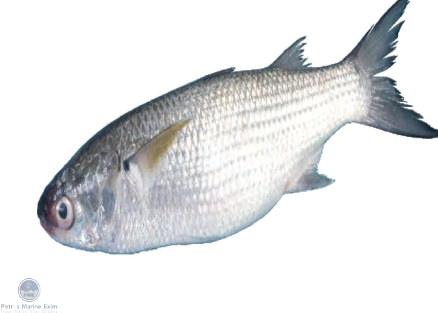 Grey Mullet