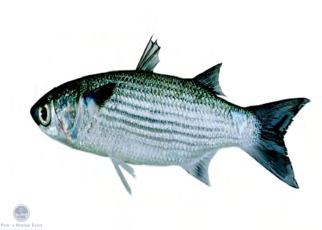 Bluespot Grey Mullet