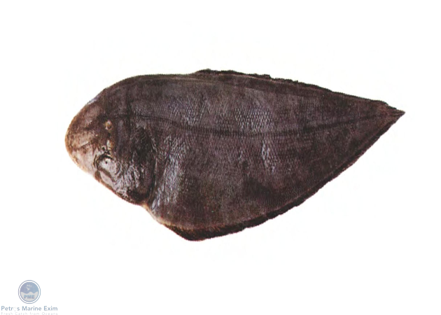 Tongue Sole