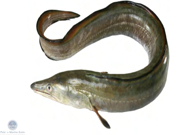 Indian Conger eel