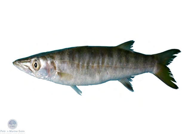 Barracuda