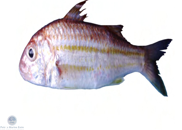 Dark Band Goat Fish