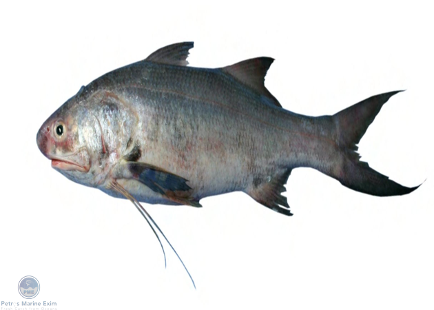 Indian Salmon