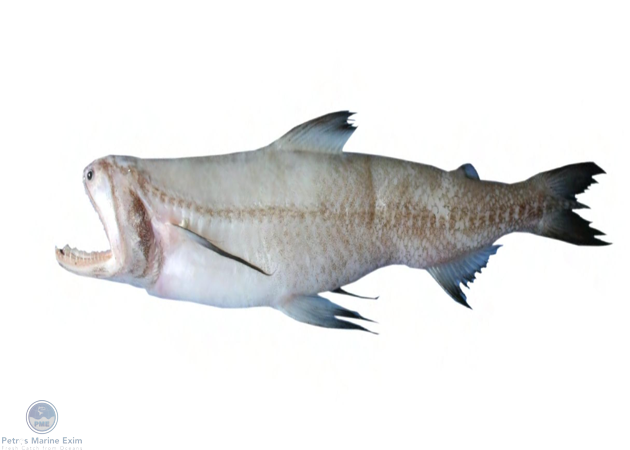 Bombay Duck