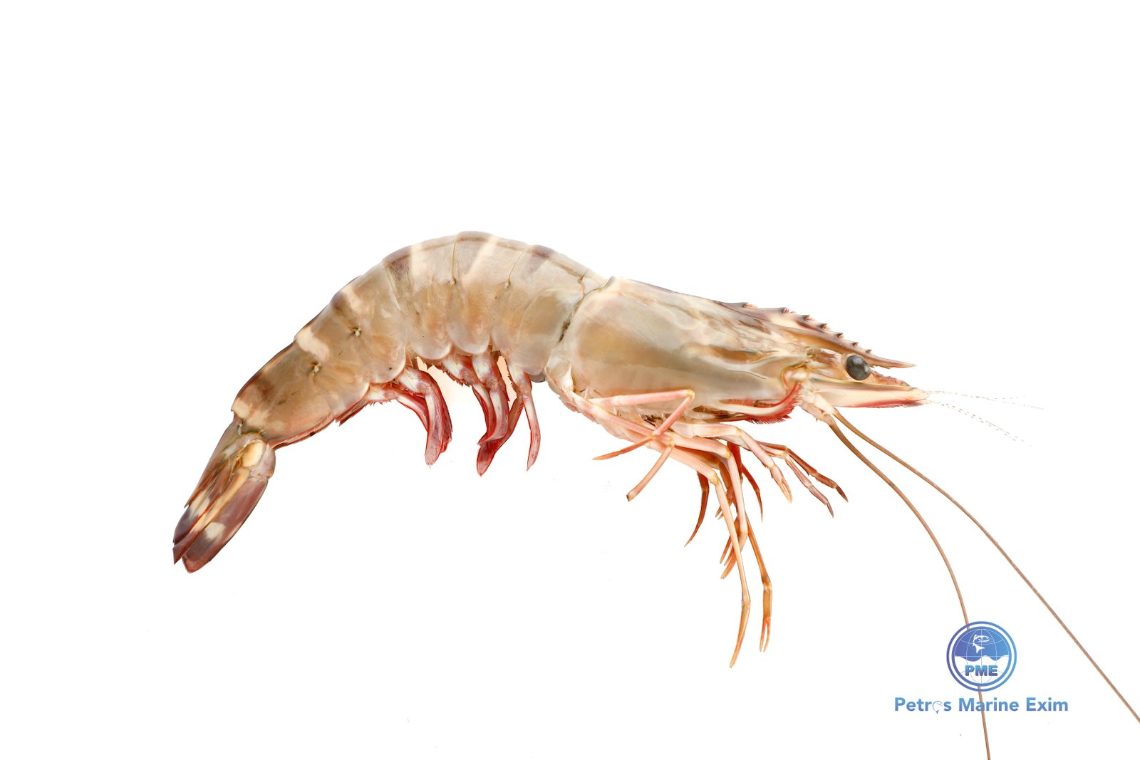 Black Tiger Prawn