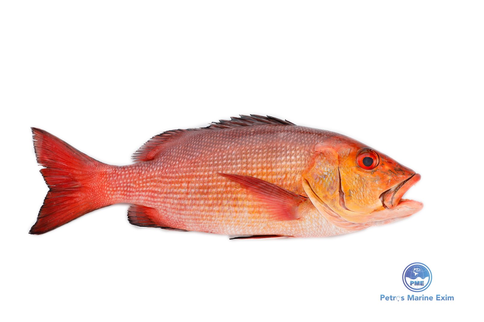 Mangrove Snapper