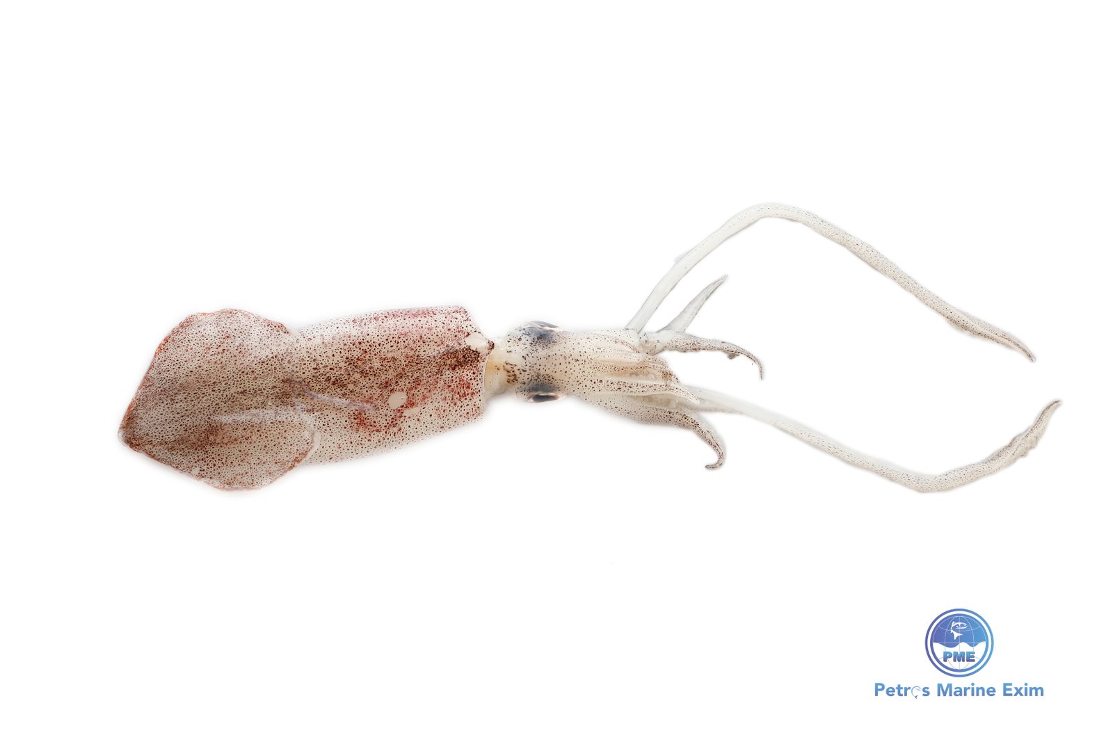 Needle Squid