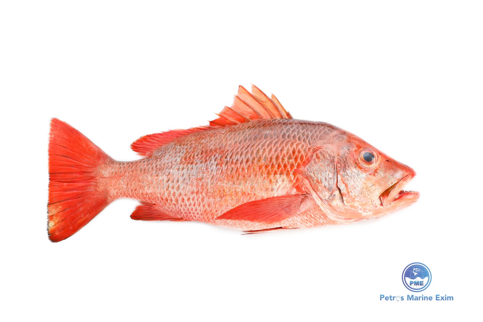 Red Snapper