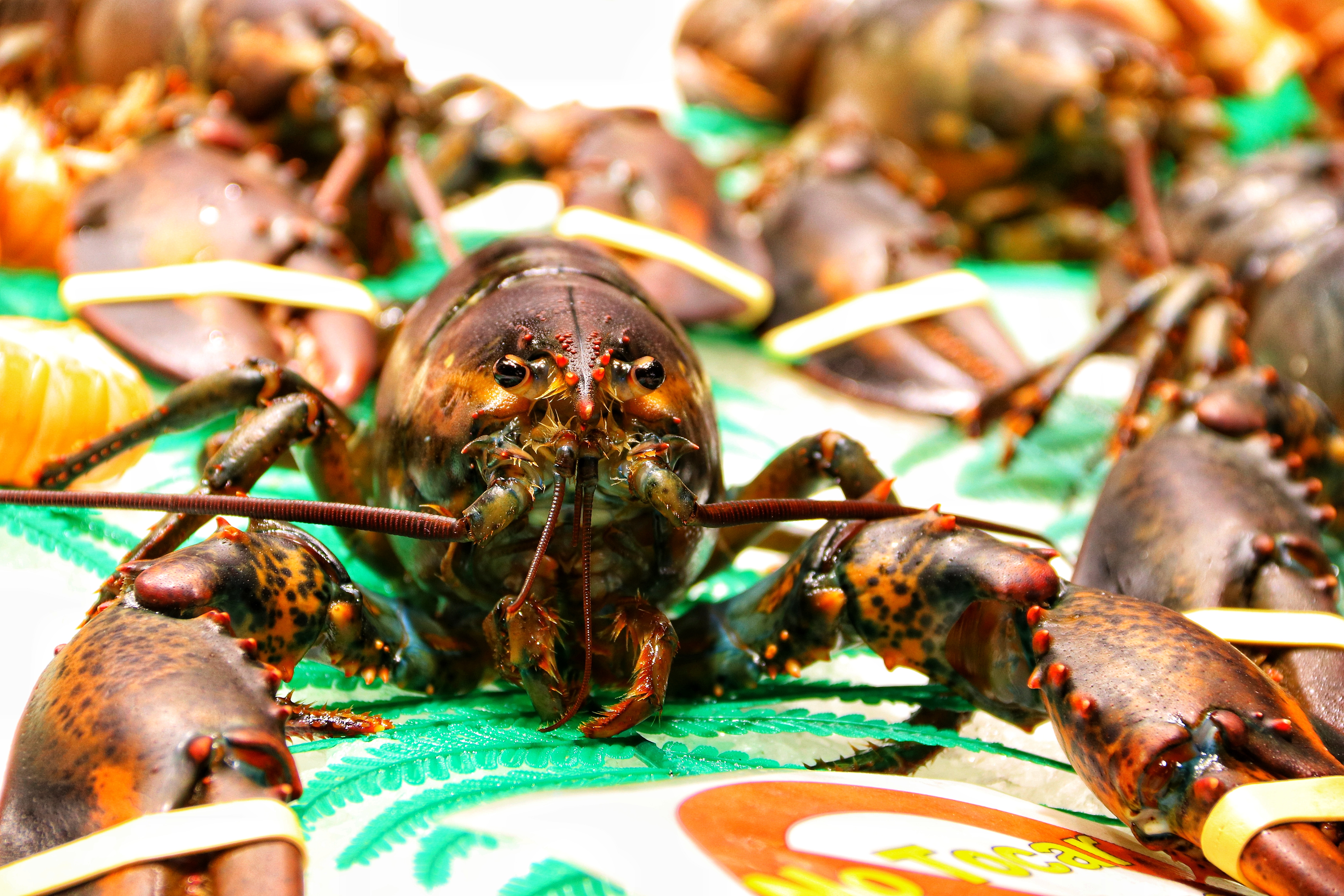 Guide to Exporting Crabs, Prawns, and Pomfret from India