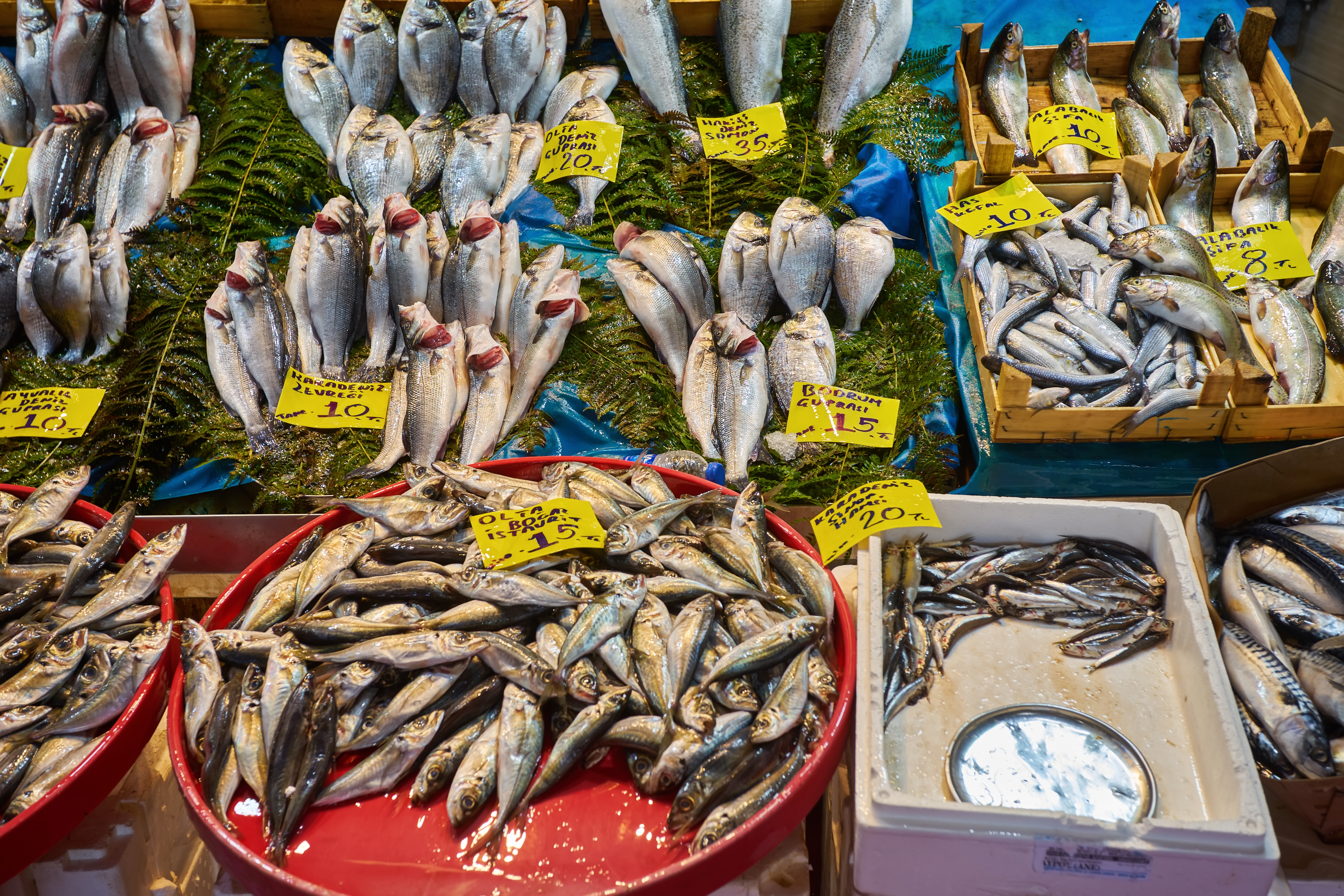 Top Export-Quality Seafood in India: How Petros Marine Exim Ensures Freshness